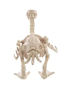 Skelett Baby Ente 19cm -Günstiger Karneval Universum Shop baby skelett ente skeleton baby duck halloween duck 52639 02