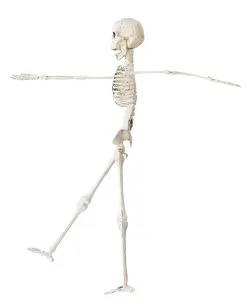 Halloween Knochenskelett 40 Cm -Günstiger Karneval Universum Shop bewegliches halloween skelett possable halloween skeleton kunststoff skelett 40cm 37967 02