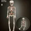 Bewegliches Skelett Gerippe 40cm -Günstiger Karneval Universum Shop bewegliches skelett 40cm posable skeleton 40cm halloween deko skelett deko 52010 01