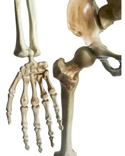 Positionierbares Halloween Skelett 160cm 9 Positionierbares Halloween Skelett 160cm -Günstiger Karneval Universum Shop lebensgrosses halloween skelett 160cm lifesize poese hold skeleton halloween und horror deko 53537 4