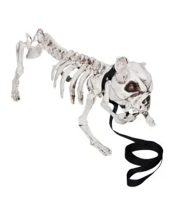 Skelettierter Hund